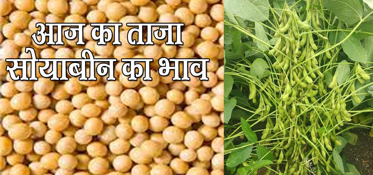 soybean ka taja bhav today