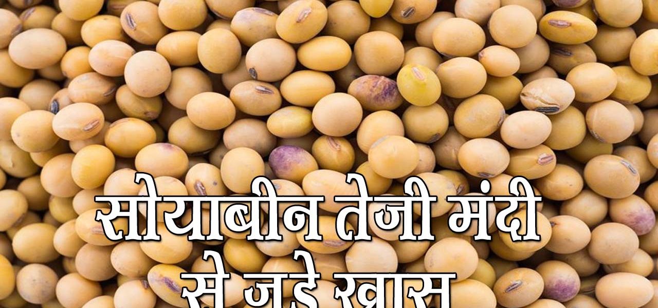 soybean teji mandi report august 2023